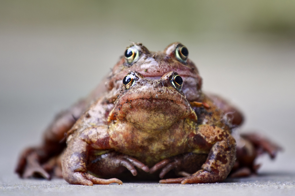 "Ahem" Frogs. by gamelee
