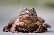 6th Mar 2013 - "Ahem" Frogs.