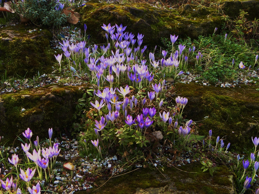 Spring Flowers by oldjosh