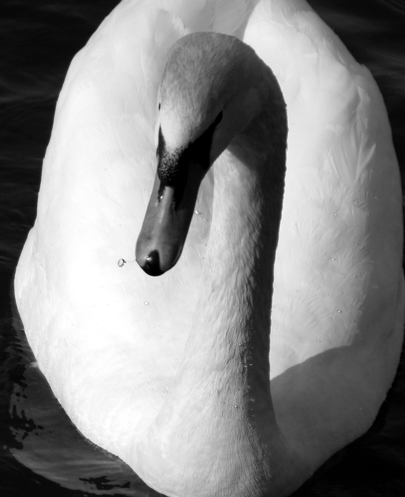 Swan(Olton Broads) by itsonlyart