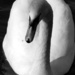 Swan(Olton Broads) by itsonlyart