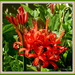 Nerine fothergillii 'Major' by kiwiflora