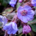  Lungwort.... by snowy