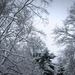 Winter wonderland by mittens