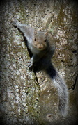 4th Mar 2013 - Squirrel