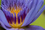 6th Mar 2013 - Yep, another waterlily!