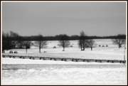 6th Mar 2013 - Haybales in the Snow