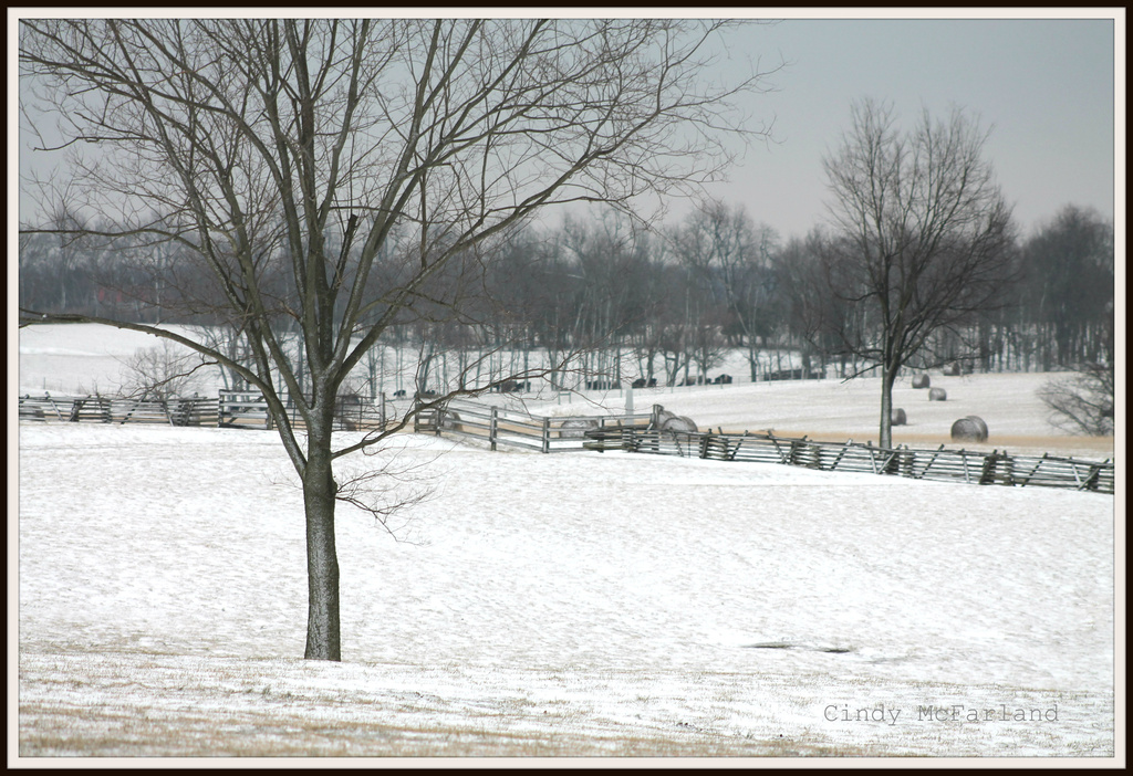 Stillness in the Snow  by cindymc