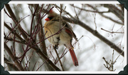6th Mar 2013 - Female Cardinal in Chinese Maple