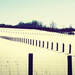 fences by edie