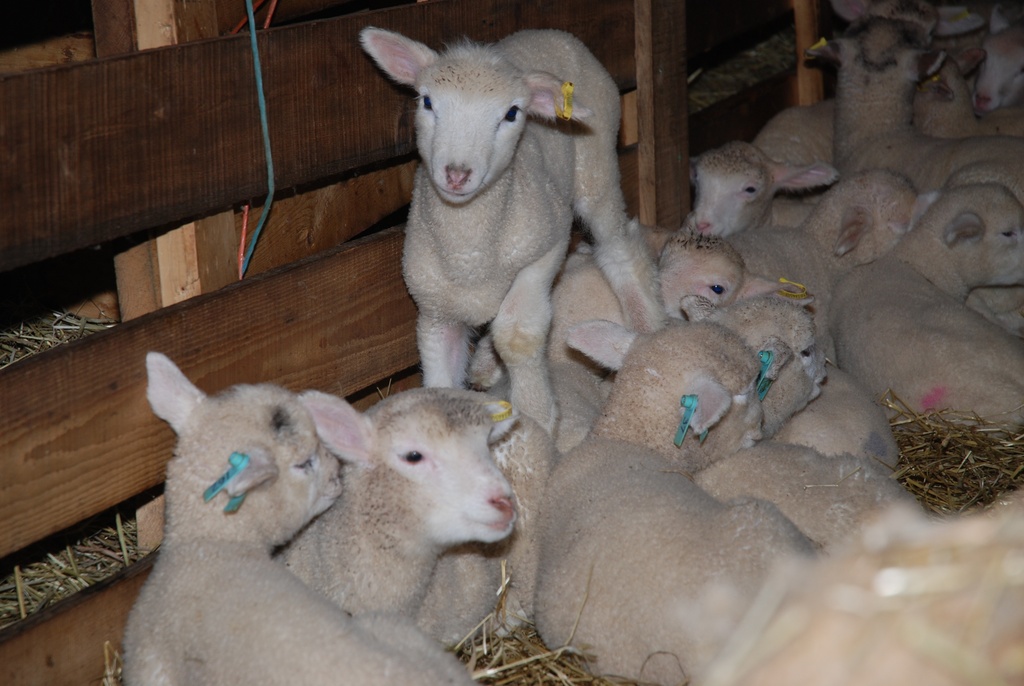 Lots of lambs by farmreporter