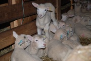 8th Mar 2013 - Lots of lambs