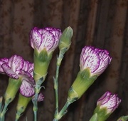 6th Mar 2013 - Carnations...