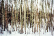 6th Mar 2013 - Forest in Motion