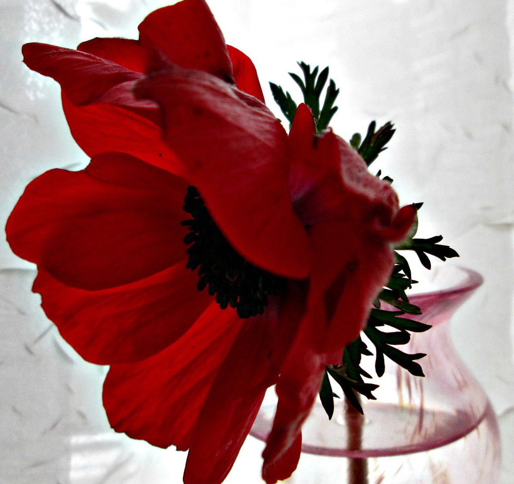 'flower' red anemone in a pink vase by quietpurplehaze