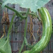 Zucchine growth by marguerita