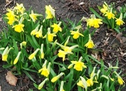 7th Mar 2013 - Miniature Daffodils