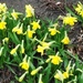Miniature Daffodils by fishers