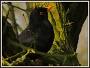7th Mar 2013 - Blackbird 