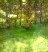 7th Mar 2013 - pleasant pheasant