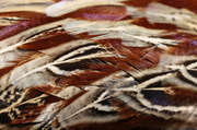 7th Mar 2013 - Pheasant (best viewed large)