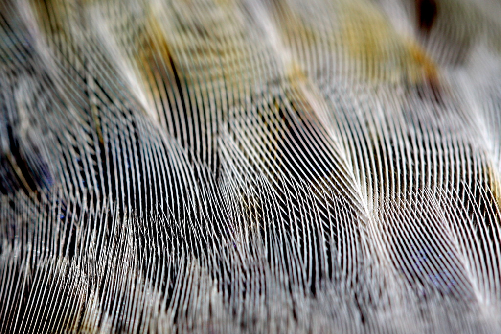 feathery lines by aecasey