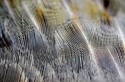 7th Mar 2013 - feathery lines