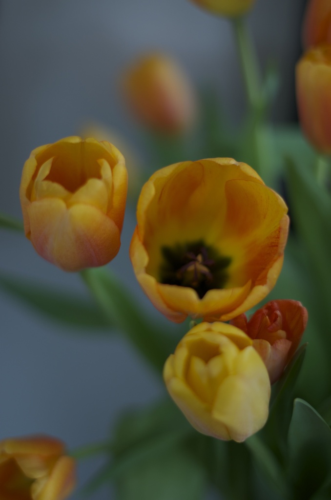 Tulips by dora
