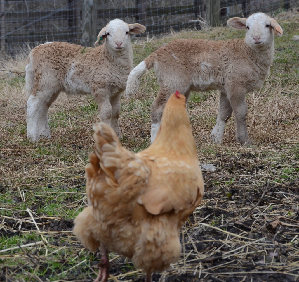 Lambs meet chicken! by kathyladley