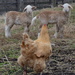 Lambs meet chicken! by kathyladley