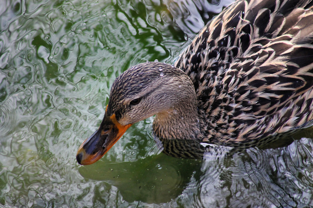 Female Mallard Duck by cjwhite