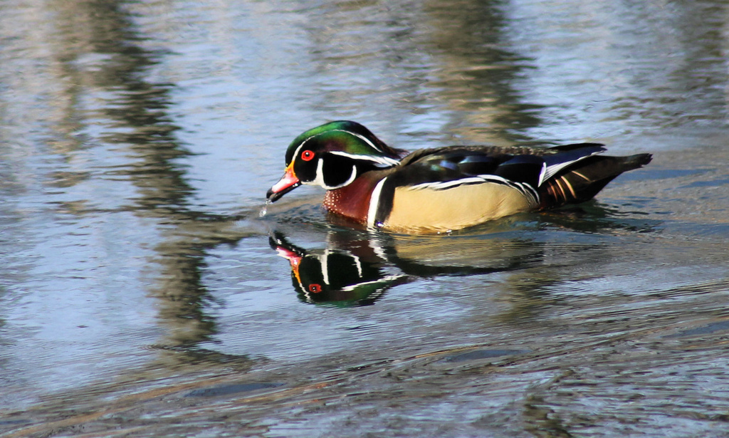 Male Wood Duck by cjwhite