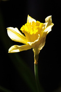 8th Mar 2013 - daffodil