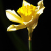 daffodil by iiwi