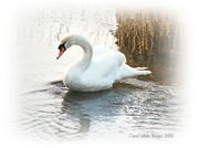 8th Mar 2013 - Swan