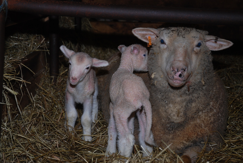 Last lambs born by farmreporter