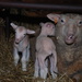 Last lambs born by farmreporter