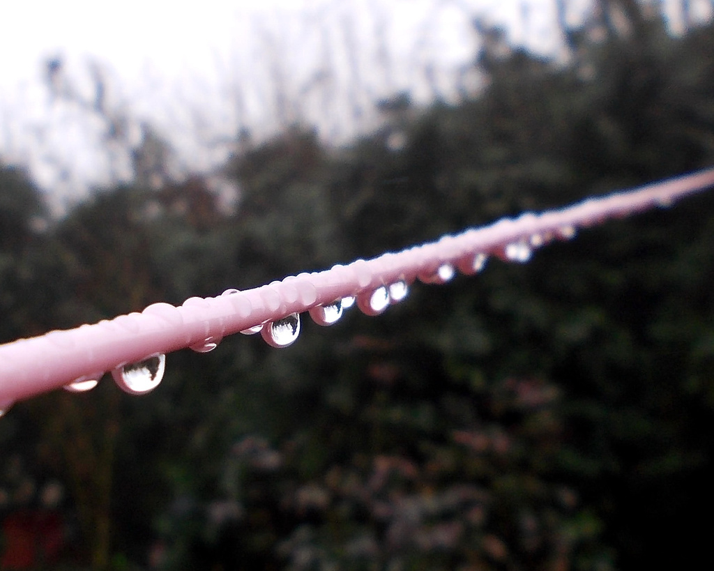 Pink clothes line by richardcreese