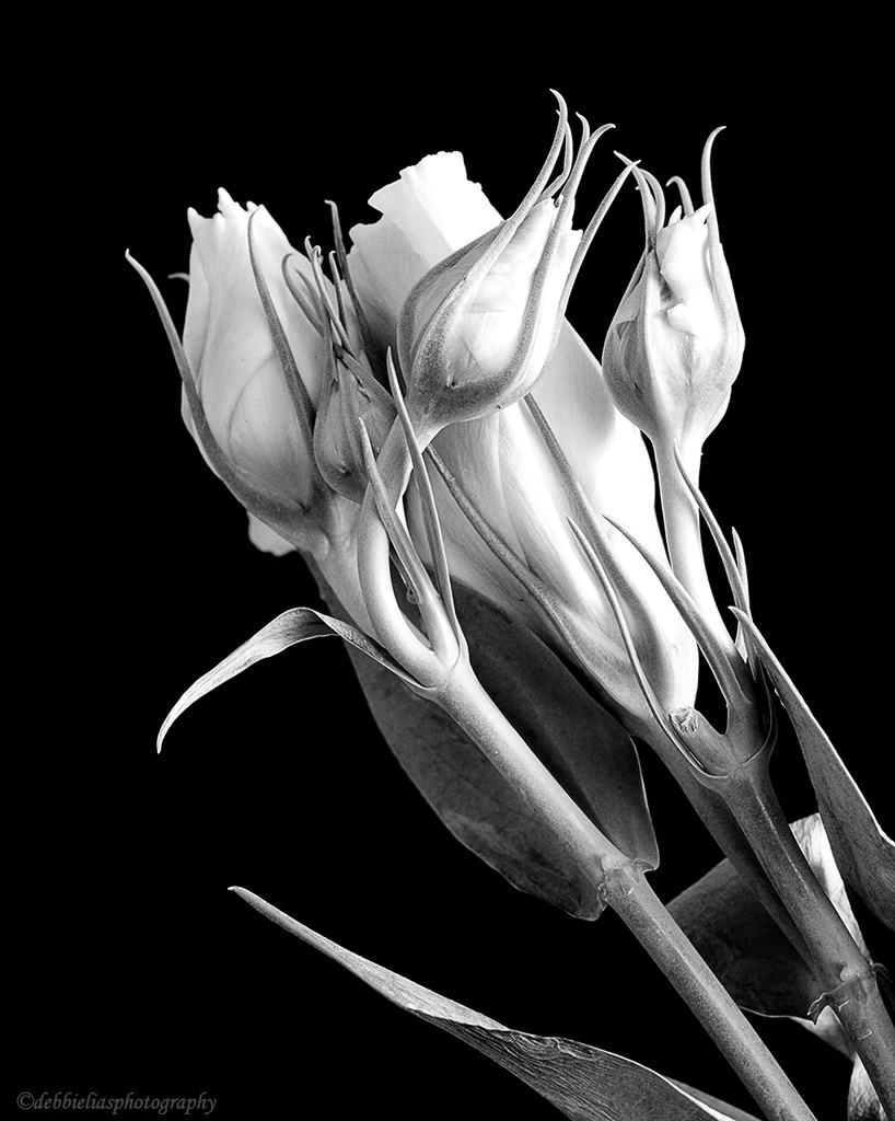 8.3.13 Flower study in black & white by stoat