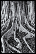 8th Mar 2013 - Banyan Tree Black and White