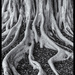 Banyan Tree Black and White by jgpittenger
