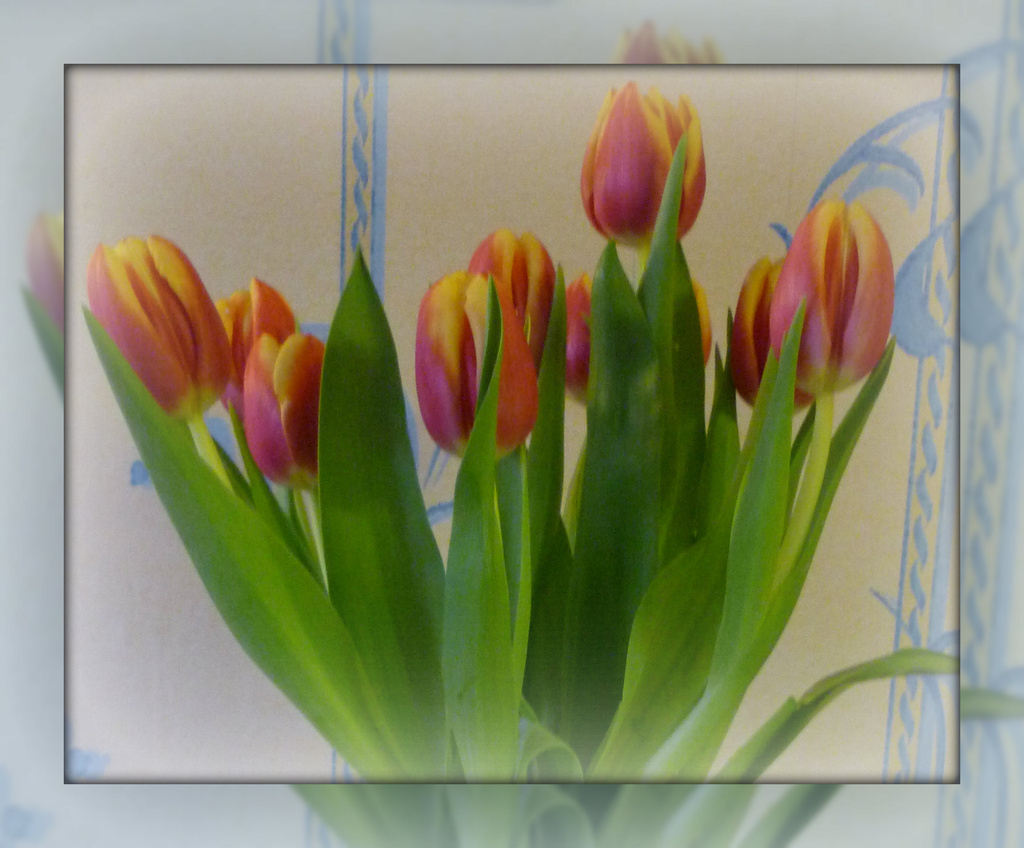 tulips too by sarah19