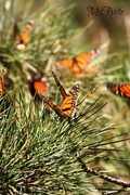 10th Feb 2013 - More Monarchs