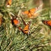 More Monarchs by msfyste