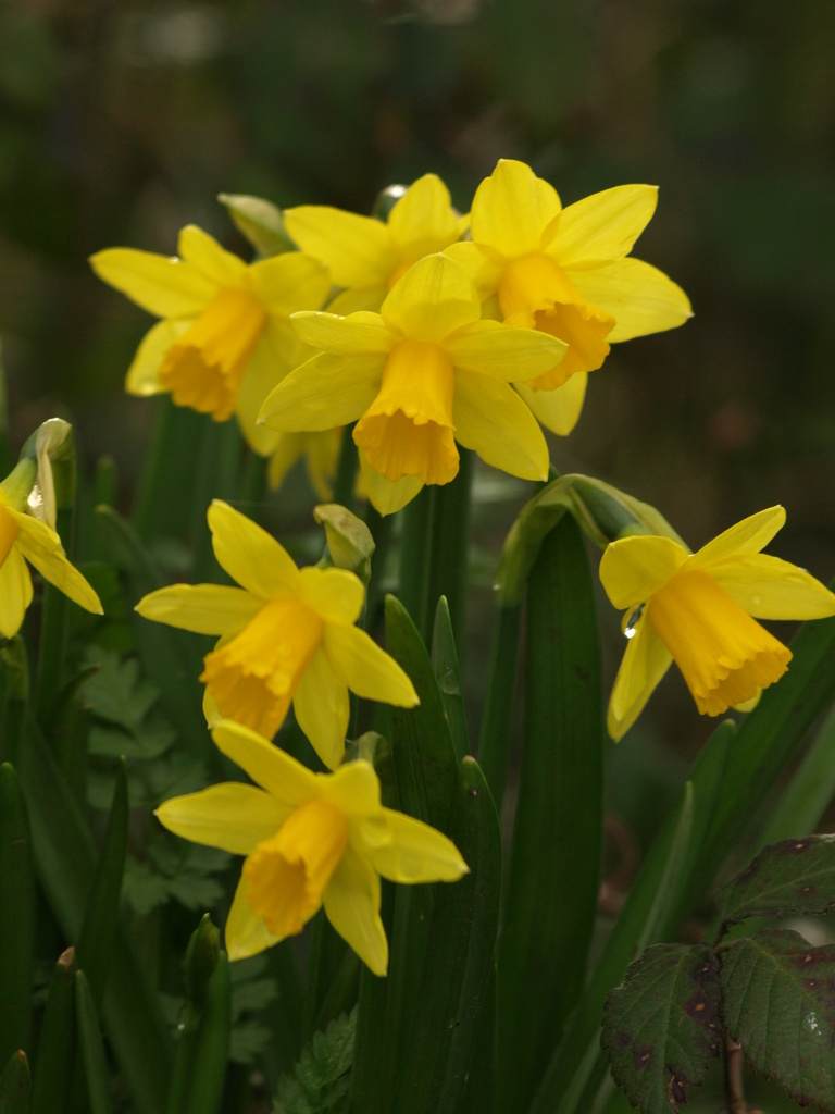 Daffodil - 08-3 by barrowlane