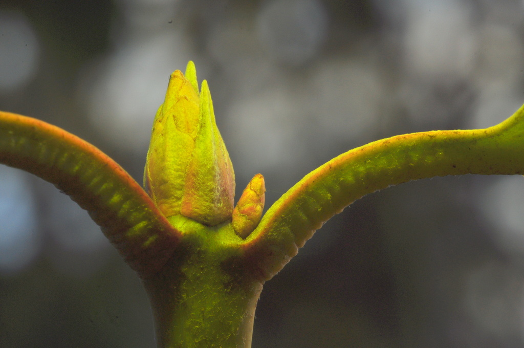 Rhododendron bud by jayberg