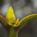 Rhododendron bud by jayberg