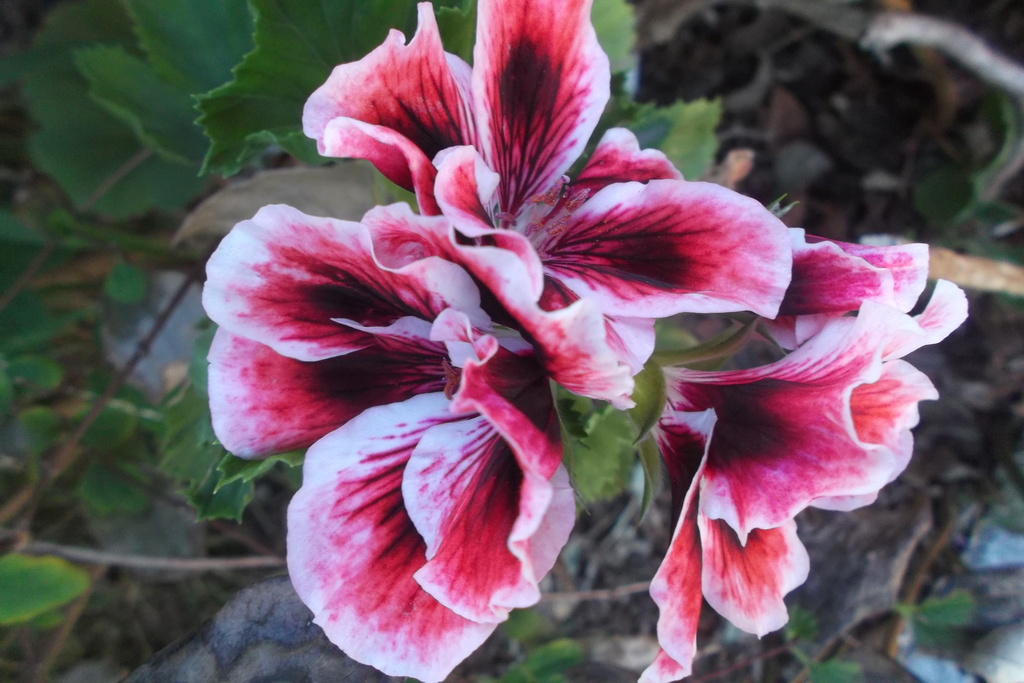 The humble geranium! by marguerita