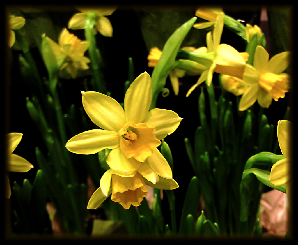 Sign Of Spring by dakotakid35
