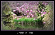 7th Mar 2013 - Loveliest of Trees